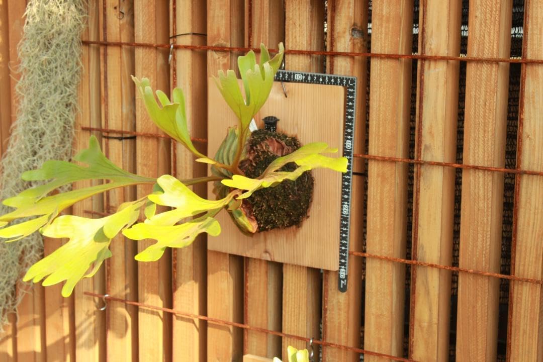 ビカクシダ リドレイ ワイルド Platycerium ridleyi⑱中株 PLANTCLUB